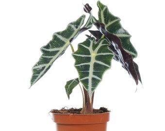 Alocasia Polly African Mask Plant Elephants Ear Indoor Potted for Home or Office