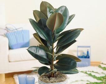 Ficus Abidjan | Indoor Potted Houseplant for Sale | (30-40cm Incl. Pot)