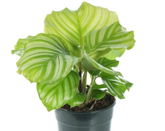 Calathea Peacock Plant Indoor Potted Plant for Home or Office