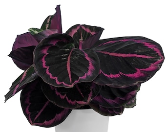 Calathea Surprise Star Indoor Plant for Home or Office (14cm pot, 25-35cm)