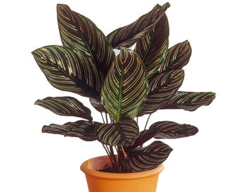 Calathea Ornata Indoor Tropical 40-50cm Potted Plant for Home or Office