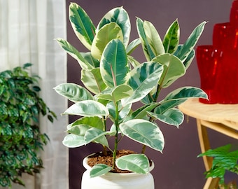 Ficus Tineke - Rubber Plant | Premium 30-40cm Potted Houseplant for Sale