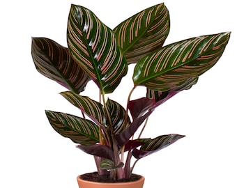 Może przedstawiać: Roślina Calathea w doniczce z dużymi, ciemnozielonymi liśćmi z wyraźnymi różowymi paskami. Roślina znajduje się w doniczce z terakoty z dopasowaną podstawką.