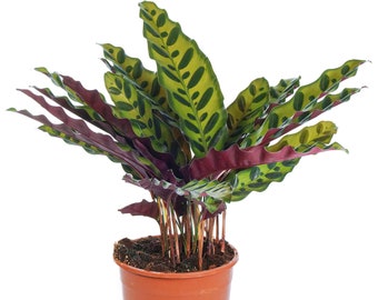 Könnte beinhalten: Eine Calathea-Pflanze im Topf mit grünen und burgunderfarbenen Blättern. Die Blätter haben eine wellige Textur und ein Muster. Die Pflanze befindet sich in einem braunen Plastiktopf mit einem Etikett, auf dem "12241927G 18cm 6" pot" steht.