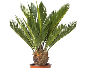 Cycas Revoluta Sago Palm Indoor Plant for Home or Office (30-40cm Incl Pot)