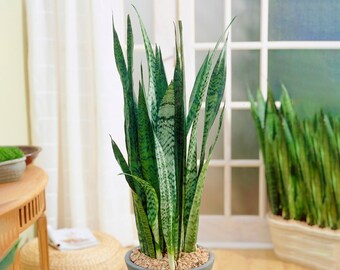 Sansevieria Black Coral - Snake Plant | Potted Plant Gift for Home or Office