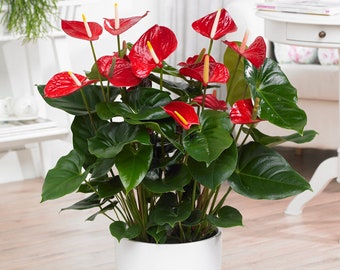 1 x Red Laceleaf Anthurium Decorative Live Plant In Ceramic Pot For Home/Office