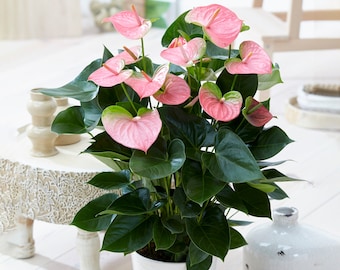 1 x Pink Flamingo Flower Anthurium Live Plant In Ceramic Pot For Home/Office