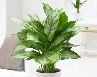 1 x Aglaonema Maria Christina | Chinese Evergreen Indoor Plant (25-35cm in Pot)