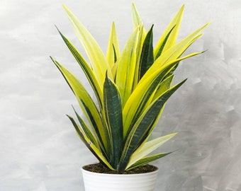 May include: A snake plant in a white, ribbed pot. The long, upright leaves are green with yellow margins. The plant sits against a grey backdrop. The overall aesthetic is clean and modern, suitable for indoor spaces.