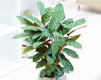1 x Calathea Compact Star 30-40cm Potted Home or Office Prayer Plant