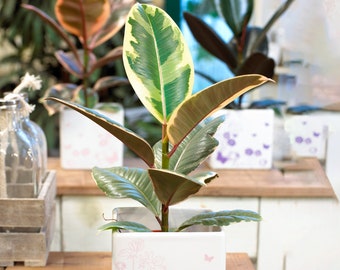 1 x Ficus Tineke | Indoor Plant Gift for Home or Office | 30-40cm with Pot