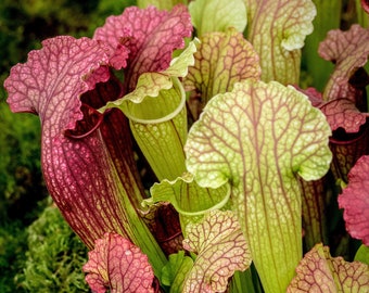 1 x Sarracenia Smoorii - Trumpet Pitcher Plant | 20-30cm Indoor Potted Fly Trap