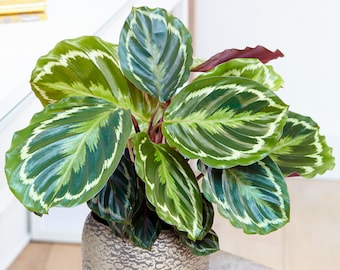 Evergreen Calathea Medallion Tropical Houseplant 30-40cm with Pot