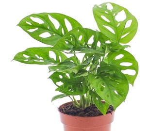 Vibrant Monstera Obliqua Monkey Leaf Indoor Potted Houseplant 20-30cm with Pot