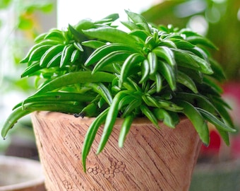 Peperomia Happy Bean Indoor Plant | Premium Plants for Sale | 15-25cm Potted