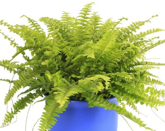 Nephrolepis Boston Fern - Indoor Houseplant With Fresh Green Foliage, Ideal Shady Corner Plant (25-35cm Height