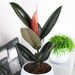 see more listings in the Indoor Plants section
