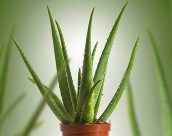 Aloe Vera Indoor Air-Purifying Succulent Houseplant 25-35cm with Pot