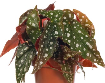 Begonia Maculata Spotted Indoor Premium Houseplant for Home or Office