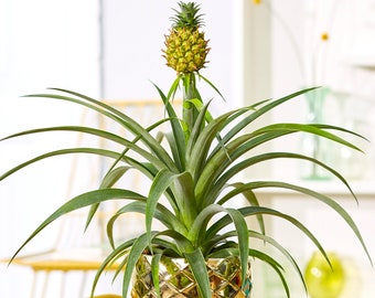 1 x Gorgeous Ananas comosus Amigo | Evergreen Pineapple Plant | 35-45cm Potted