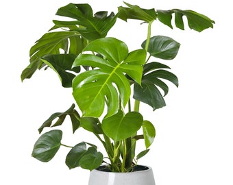 40-50cm Potted Monstera Deliciosa Best Indoor Plants for Sale