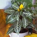 see more listings in the Indoor Plants section