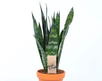 Sansevieria Black Coral Snake Plant for Home or Office (30-40cm with Pot)