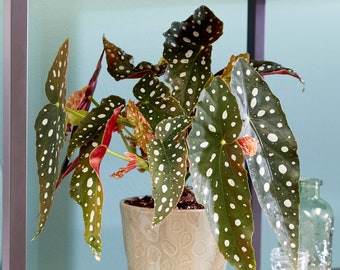 Spotted Begonia Maculata Popular Indoor Houseplant 20-30cm with Pot