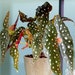 see more listings in the Indoor Plants section