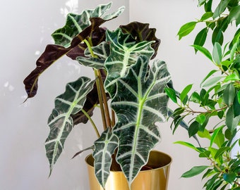 1 x Alocasia Polly African Mask Plant Elephants Ear Houseplant 30-40cm with Pot