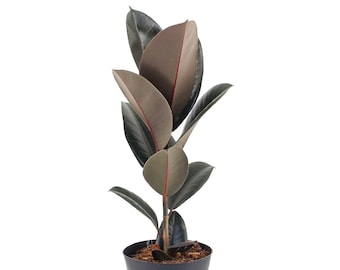 Ficus Abidjan Indoor Rubber Plant for Home or Office (30-40cm with Pot)