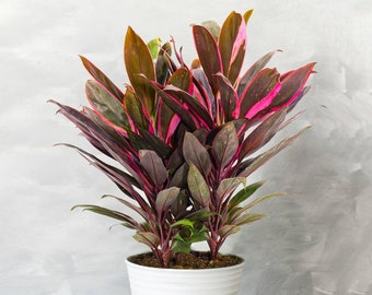 1 x Cordyline Tango - Cabbage Palm | Variegated Indoor Plant (30-40cm in Pot)