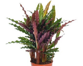 Calathea Elgergrass Stunning Indoor Potted Plant Houseplant for Homes & Offices