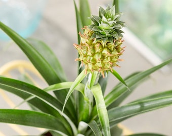 Unique Ananas comosus Amigo | Potted Indoor Plant for Sale (35-45cm Incl. Pot)