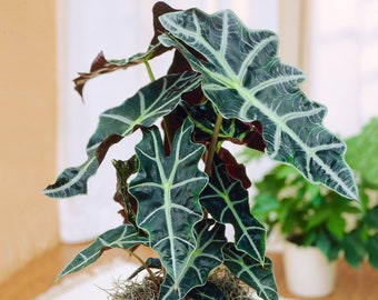 Elegant 30-40cm Potted Alocasia Polly African Mask Plant for Home or Office