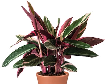 Popular Calathea Triostar Premium Indoor Plant Gift for Sale (40-50cm Incl. Pot)