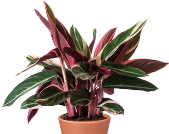 Popular Calathea Triostar Premium Indoor Plant Gift for Sale (14cm pot, 40-50cm)