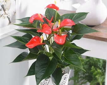 1 x Red Laceleaf Anthurium Decorative Live Plant In Ceramic Pot For Home/Office