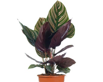 Calathea Ornata Indoor Tropical Potted House Plant for Home or Office