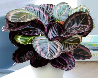 1 x Rose Painted Calathea Surprise Star | Best Indoor Plants (25-35cm Incl. Pot)