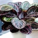 see more listings in the Indoor Plants section