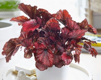 Begonia rex Red Bull | Stress Relieving 20-30cm Houseplant - Free UK Delivery