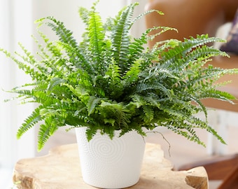1 x Nephrolepis Boston Fern Stunning Bushy Indoor Plant 25-35cm with Pot