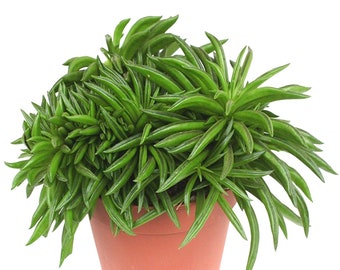 Peperomia Happy Bean Indoor Plant for Home or Office (15-25cm with Pot)