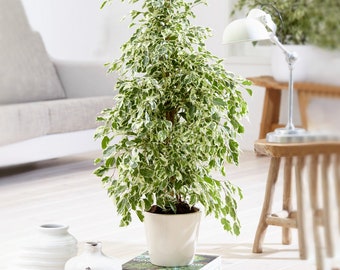 1 x Ficus Starlight for Sale | 30-40cm Potted Indoor Home or Office Plant Gift