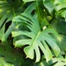 see more listings in the Indoor Plants section