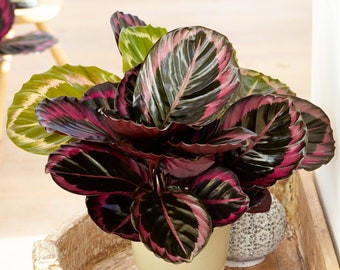 Calathea Surprise Star | 25-35cm Potted Indoor Plant | Ideal for Home or Office
