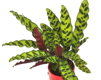 Calathea Insignis Rattlesnake Plant Indoor Tropical Plant 40-50cm Potted