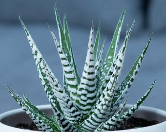 Succulent Haworthia Big Band | 15-25cm Potted Zebra Plant | Best Indoor Plants